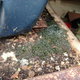 Image for article titled Animal Feces, Doors Falling Off, Huge Rust Holes: Here's Everything Wrong With David Tracy's $1500 Jeep FC